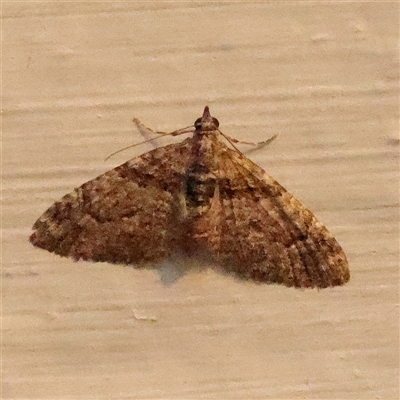Phrissogonus laticostata (Apple looper moth) at Turner, ACT - 13 Sep 2025 by ConBoekel