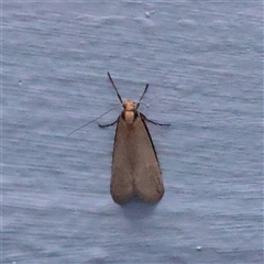 Philobota xiphostola (A Concealer moth (Philibota group) at Turner, ACT - 13 Sep 2025 by ConBoekel