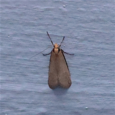 Philobota xiphostola (A Concealer moth (Philibota group) at Turner, ACT - 13 Sep 2025 by ConBoekel