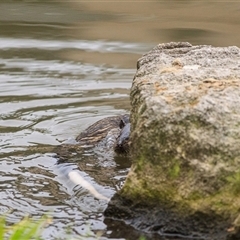 Hydromys chrysogaster (Rakali or Water Rat) at Saint Lucia, QLD - 22 Jul 2020 by DAdeGroot