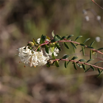 Pimelea linifolia subsp. linifolia (Queen of the Bush, Slender Rice-flower) at O'Connor, ACT - 14 Sep 2025 by ConBoekel