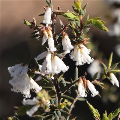 Styphelia fletcheri subsp. brevisepala (Twin Flower Beard-Heath) at O'Connor, ACT - 14 Sep 2025 by ConBoekel