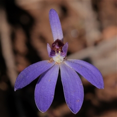 Caladenia caerulea (Blue Fingers, Blue Fairies) at O'Connor, ACT - 14 Sep 2025 by ConBoekel
