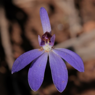Caladenia caerulea (Blue Fingers, Blue Fairies) at O'Connor, ACT - 14 Sep 2025 by ConBoekel