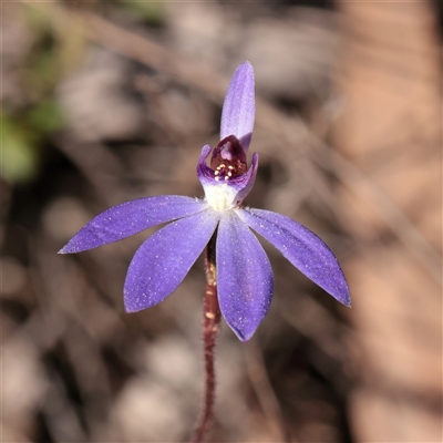 Caladenia caerulea (Blue Fingers, Blue Fairies) at O'Connor, ACT - 14 Sep 2025 by ConBoekel