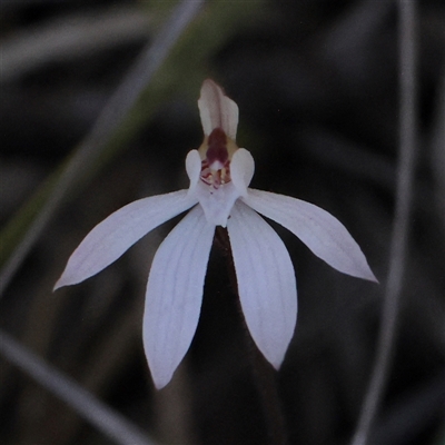 Caladenia fuscata (Dusky Fingers) at O'Connor, ACT - 14 Sep 2025 by ConBoekel