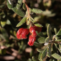 Grevillea alpina (Mountain Grevillea / Cat's Claws Grevillea) at O'Connor, ACT - 14 Sep 2025 by ConBoekel