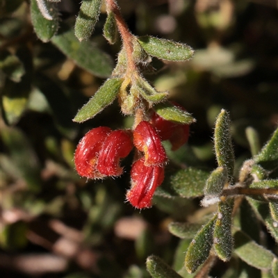 Grevillea alpina (Mountain Grevillea / Cat's Claws Grevillea) at O'Connor, ACT - 14 Sep 2025 by ConBoekel