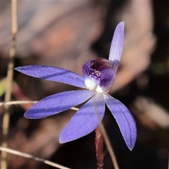 Caladenia caerulea (Blue Fingers, Blue Fairies) at O'Connor, ACT - 14 Sep 2025 by ConBoekel