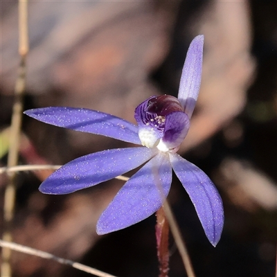 Caladenia caerulea (Blue Fingers, Blue Fairies) at O'Connor, ACT - 14 Sep 2025 by ConBoekel