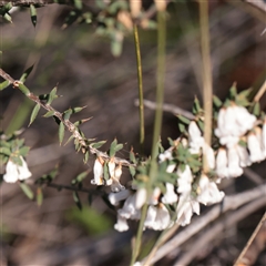 Styphelia fletcheri subsp. brevisepala (Twin Flower Beard-Heath) at O'Connor, ACT - 14 Sep 2025 by ConBoekel