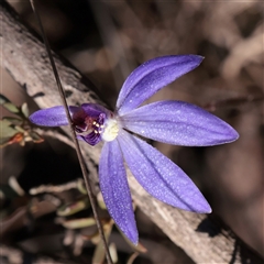 Caladenia caerulea (Blue Fingers, Blue Fairies) at O'Connor, ACT - 14 Sep 2025 by ConBoekel