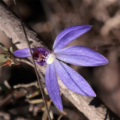 Caladenia caerulea (Blue Fingers, Blue Fairies) at O'Connor, ACT - 14 Sep 2025 by ConBoekel