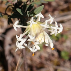 Pimelea linifolia subsp. linifolia (Queen of the Bush, Slender Rice-flower) at O'Connor, ACT - 14 Sep 2025 by ConBoekel
