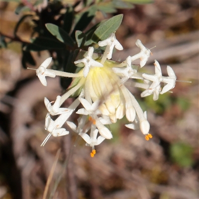 Pimelea linifolia subsp. linifolia (Queen of the Bush, Slender Rice-flower) at O'Connor, ACT - 14 Sep 2025 by ConBoekel