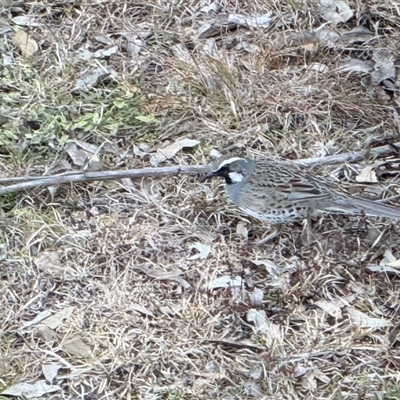 Cinclosoma punctatum (Spotted Quail-thrush) at Bucketty, NSW - 15 Sep 2025 by MartinPredavec