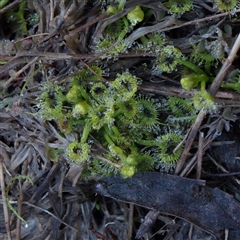 Drosera (genus) (A Sundew) at O'Connor, ACT - 14 Sep 2025 by ConBoekel