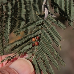Austroacacidiplosis botrycephalae (A Gall Midge) at O'Connor, ACT - 14 Sep 2025 by ConBoekel