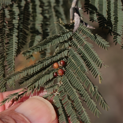 Austroacacidiplosis botrycephalae (A Gall Midge) at O'Connor, ACT - 14 Sep 2025 by ConBoekel