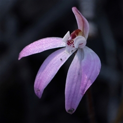 Caladenia fuscata (Dusky Fingers) at O'Connor, ACT - 14 Sep 2025 by ConBoekel