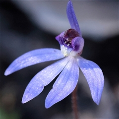 Caladenia caerulea (Blue Fingers, Blue Fairies) at O'Connor, ACT - 14 Sep 2025 by ConBoekel