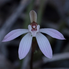 Caladenia fuscata (Dusky Fingers) at O'Connor, ACT - 14 Sep 2025 by ConBoekel