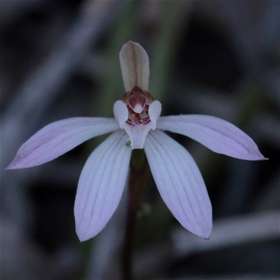 Caladenia fuscata (Dusky Fingers) at O'Connor, ACT - 14 Sep 2025 by ConBoekel