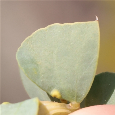 Acacia cultriformis (Knife Leaf Wattle) at O'Connor, ACT - 14 Sep 2025 by ConBoekel