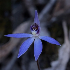Caladenia caerulea (Blue Fingers, Blue Fairies) at O'Connor, ACT - 14 Sep 2025 by ConBoekel