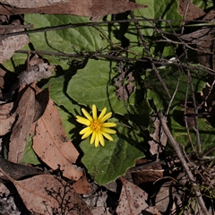 Cymbonotus (genus) (Bears Ears) at O'Connor, ACT - 14 Sep 2025 by ConBoekel