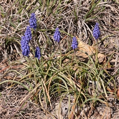 Muscari armeniacum (Grape Hyacinth) at O'Connor, ACT - 14 Sep 2025 by ConBoekel