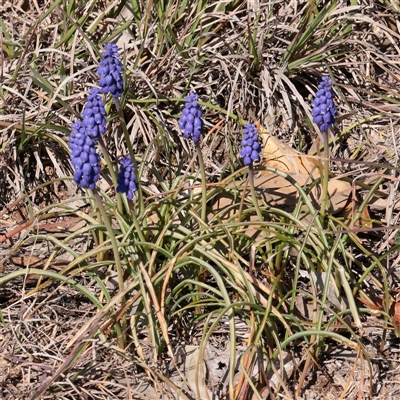 Muscari armeniacum (Grape Hyacinth) at O'Connor, ACT - 14 Sep 2025 by ConBoekel