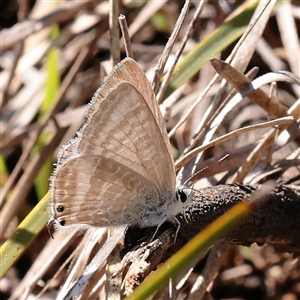 Lampides boeticus (Long-tailed Pea-blue) at O'Connor, ACT - 14 Sep 2025 by ConBoekel