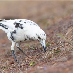 Gymnorhina tibicen (Australian Magpie) at Saint Lucia, QLD - 19 Oct 2020 by DAdeGroot