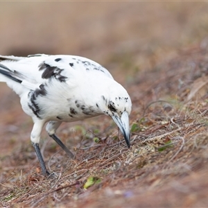 Gymnorhina tibicen (Australian Magpie) at Saint Lucia, QLD - 19 Oct 2020 by DAdeGroot