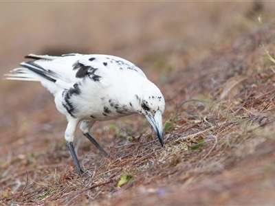 Gymnorhina tibicen (Australian Magpie) at Saint Lucia, QLD - 19 Oct 2020 by DAdeGroot