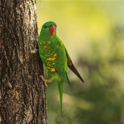 Trichoglossus chlorolepidotus (Scaly-breasted Lorikeet) at Miles, QLD - 16 Sep 2020 by DAdeGroot