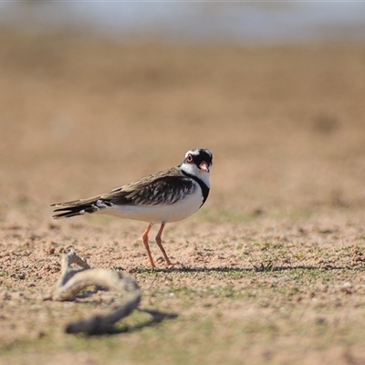 Thinornis melanops (Black-fronted Dotterel) at Dunrobin, QLD - 14 Sep 2020 by DAdeGroot