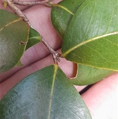 Unverified at suppressed - suppressed