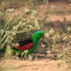 Aprosmictus erythropterus (Red-winged Parrot) at Barcaldine, QLD - 14 Sep 2020 by DAdeGroot
