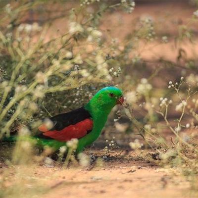 Aprosmictus erythropterus (Red-winged Parrot) at Barcaldine, QLD - 14 Sep 2020 by DAdeGroot