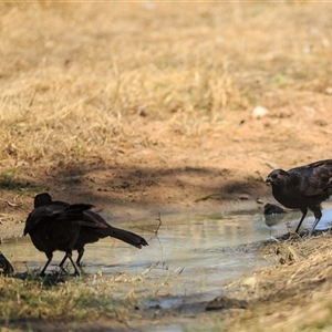 Corcorax melanorhamphos (White-winged Chough) at Barcaldine, QLD - 14 Sep 2020 by DAdeGroot