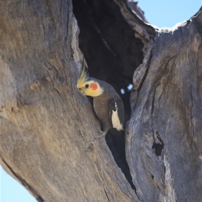 Nymphicus hollandicus (Cockatiel) at Barcaldine, QLD - 14 Sep 2020 by DAdeGroot