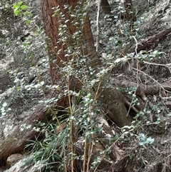 Alchornea ilicifolia (dovewood, native holly) at Pappinbarra, NSW - 12 Sep 2025 by jonvanbeest