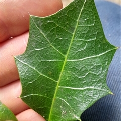 Alchornea ilicifolia at Pappinbarra, NSW - 12 Sep 2025 12:27 PM