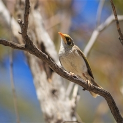 Manorina flavigula (Yellow-throated Miner) at Barcaldine, QLD - 14 Sep 2020 by DAdeGroot