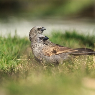 Struthidea cinerea (Apostlebird) at Barcaldine, QLD - 14 Sep 2020 by DAdeGroot