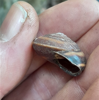 Thersites novaehollandiae (Dorrigo Rainforest Snail) at Pappinbarra, NSW - 12 Sep 2025 by jonvanbeest