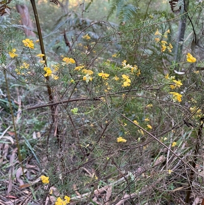 Dillwynia retorta (Heathy Parrot-Pea) at Dunbogan, NSW - 15 Sep 2025 by LPW