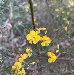 Dillwynia retorta at Dunbogan, NSW - 15 Sep 2025 04:36 PM